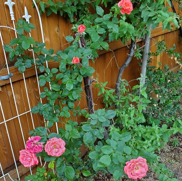 Meet your Posher, Cari - Picture 2 of 2